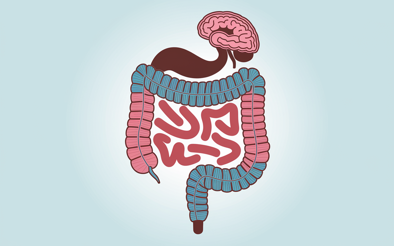 Schéma axe intestin-cerveau et émotions