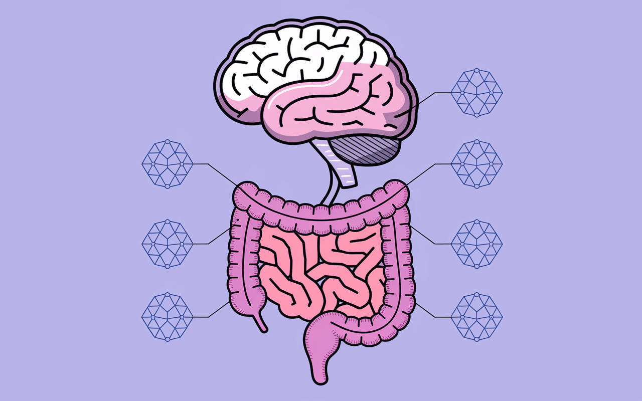 Connexion cerveau intestin et cortisol