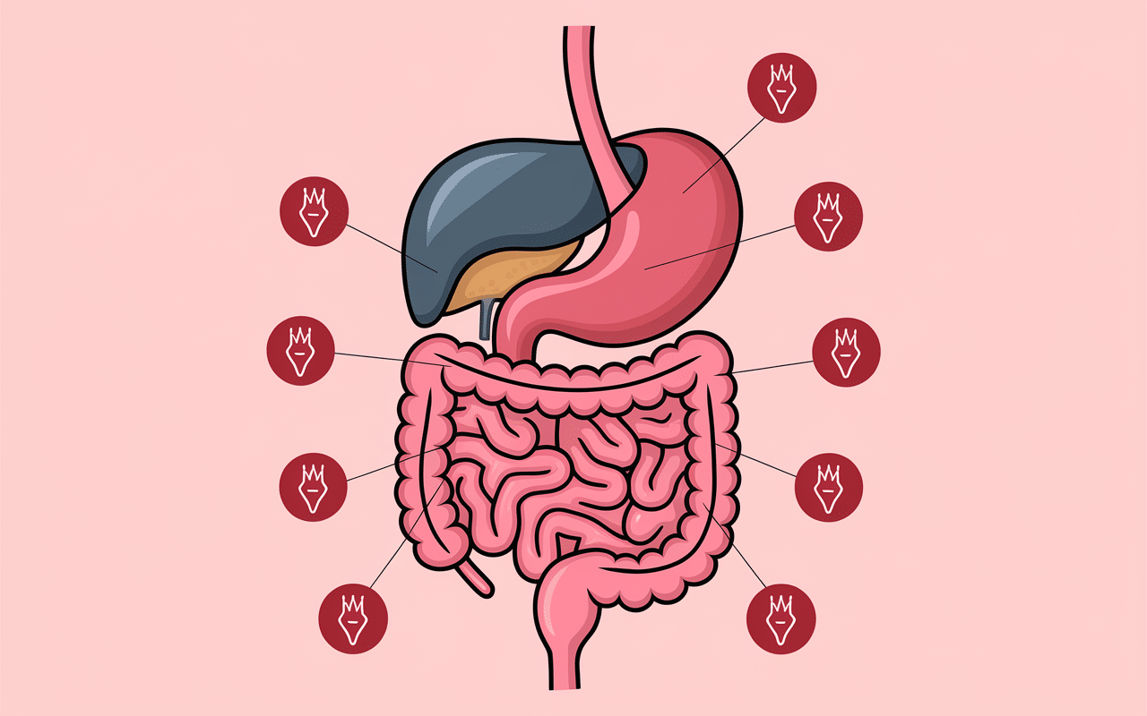 Schéma digestif vésicule biliaire et digestion des graisses